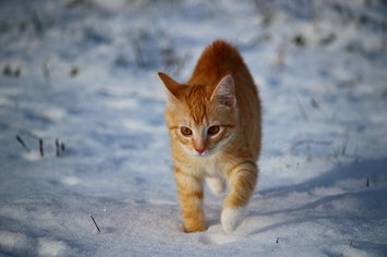 Cute Animal Videos: Snow Day - The Paw Print